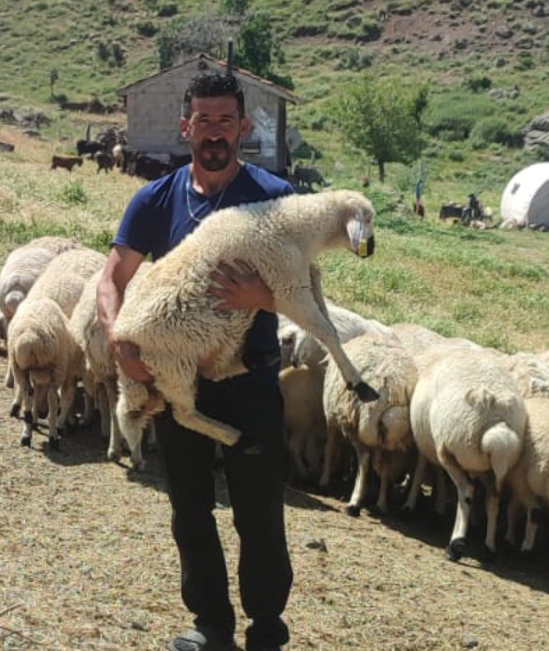 DEVELİ- GAZİKÖY DENGELLİ YAYLASINDA KOYUNCULAR BAYRAM EDİYOR