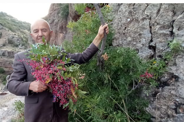 DEVELİ'DE MENENGİÇ HASADINA BAŞLANDI 