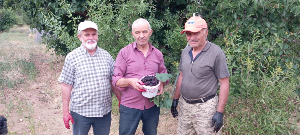 DEVELİ'DE DUT HASADI BAŞLADI