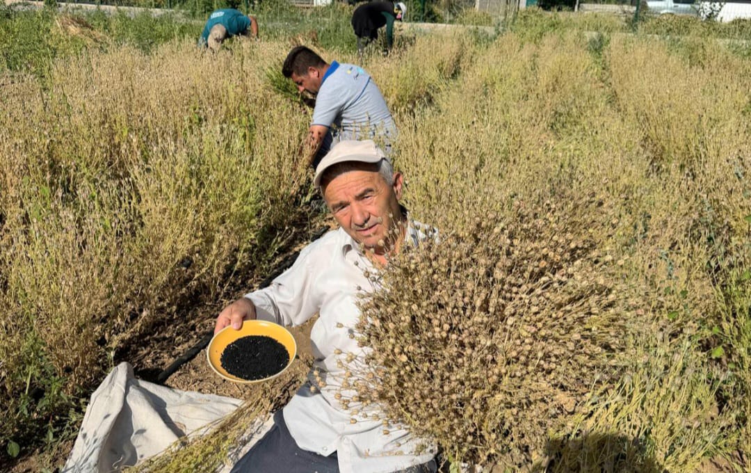DEVELİ'DE ÇÖREK OTU HASADI BAŞLADI 