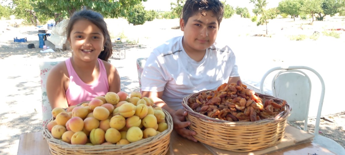 DEVELİ’DE YÜKSEK RAKIMDA DOĞAL KAYISI HASADI BAŞLADI