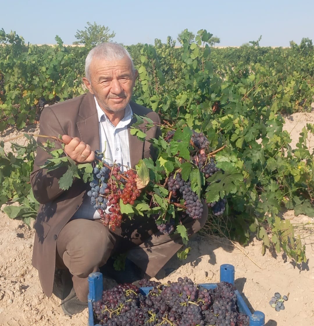 SOFRALIK SİYAH DİRMİT ÜZÜMÜ HASADI BAŞLADI
