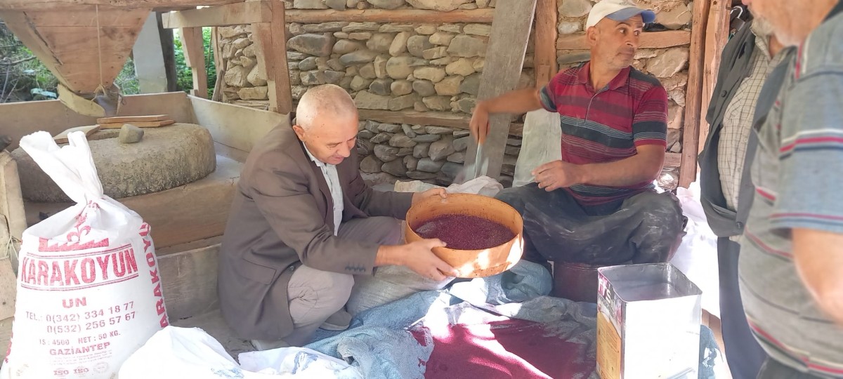 DEVELİ'DE SUMAK SEZONU BAŞLADI