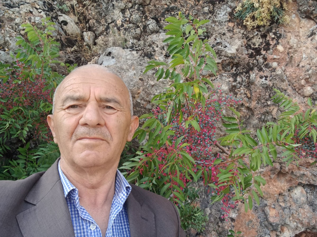 DEVELİ'DE MENENGİÇ HASADINA BAŞLANDI
