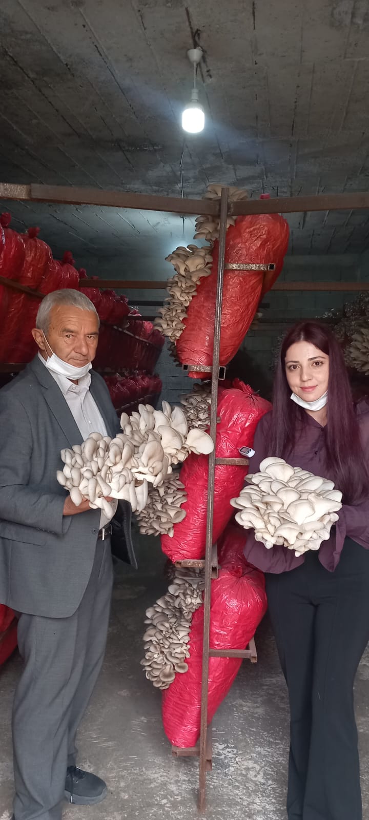 GENÇ MÜTEŞEBBİS İSTİRİTYE MANTARl ÜRETİYOR 
